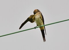 コシアカツバメ