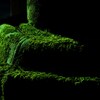 苔の影
