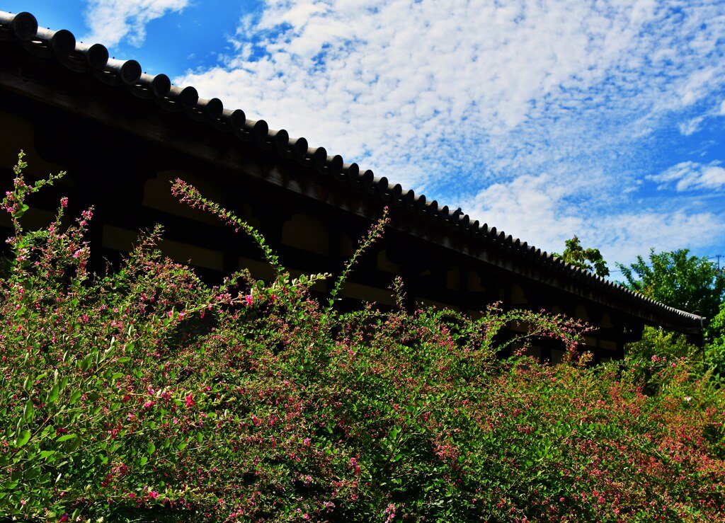 萩の寺