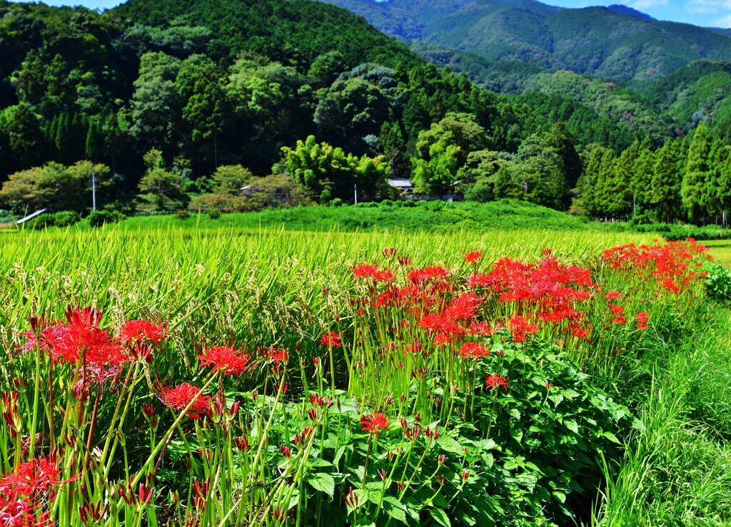 赤と緑