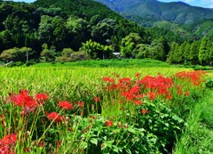 赤と緑