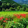 赤と緑