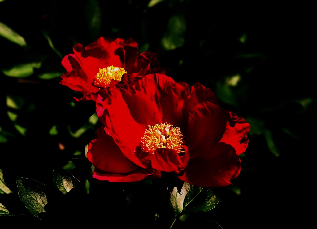 花央