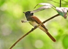 サンコウチョウ③