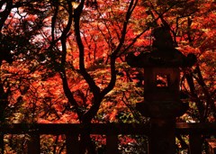 朱芸