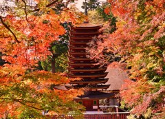 紅舞