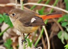 美鳥
