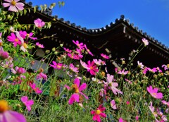 秋桜の寺