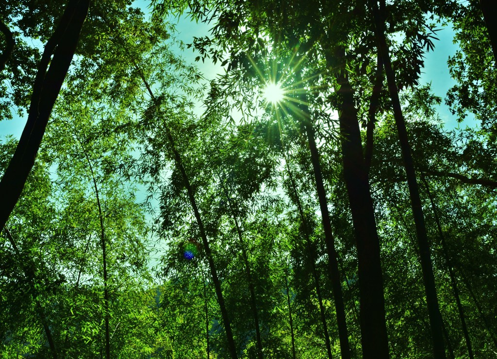 竹林