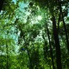 竹林