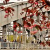 銀橋