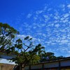 鰯雲
