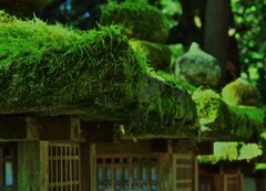 灯籠の苔