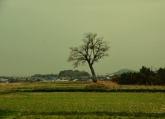 独立