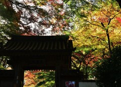 朱門