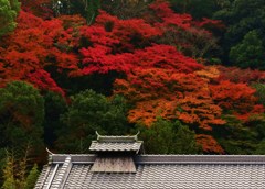 屋根