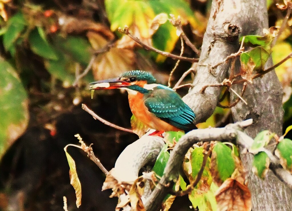 カワセミ♀ 