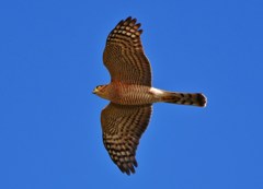 上空