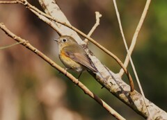 ルリビタキ♀