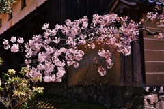 壁桜