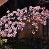 壁桜