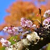秋に咲く