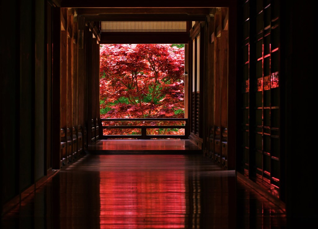 廊照