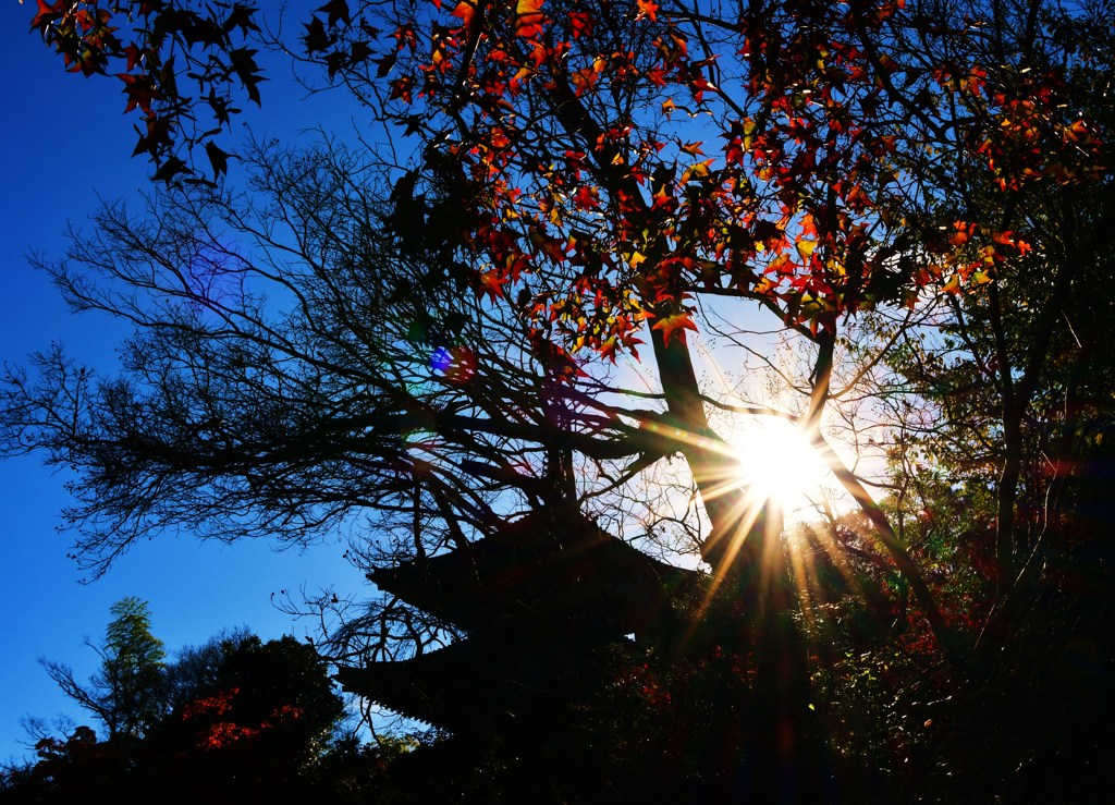 紅陽