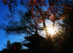紅陽