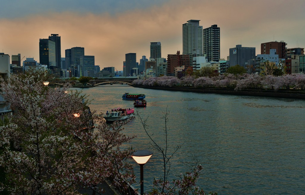 夕桜