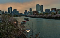 夕桜