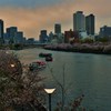 夕桜