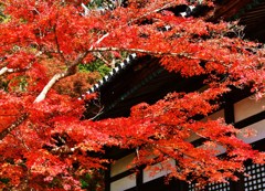 軒紅