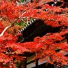 軒紅