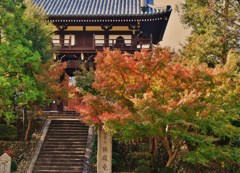 朝紅