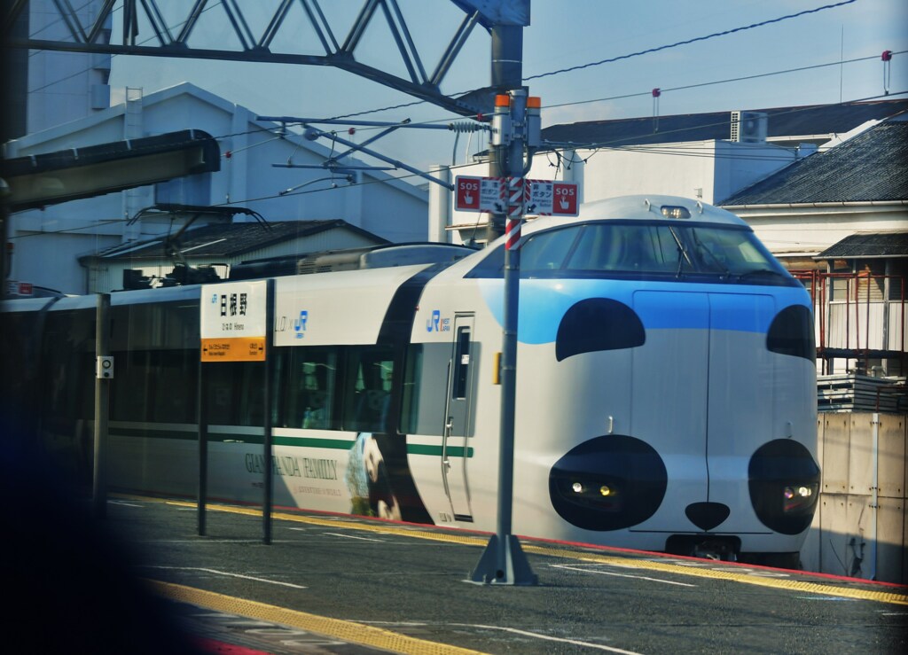 パンダ遭遇
