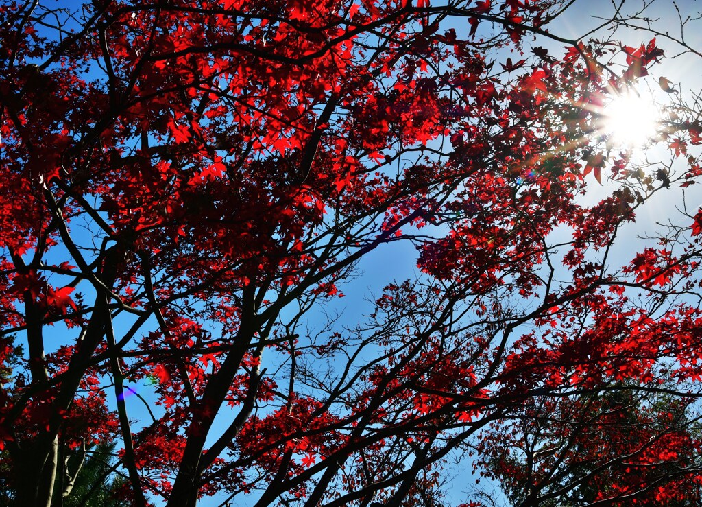紅葉と陽光