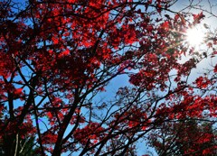紅葉と陽光