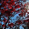 紅葉と陽光