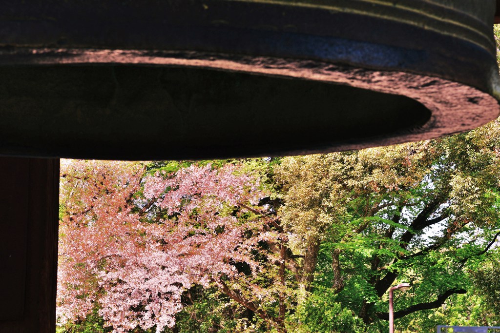桜映