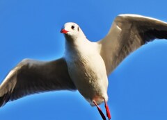 ユリカモメ 