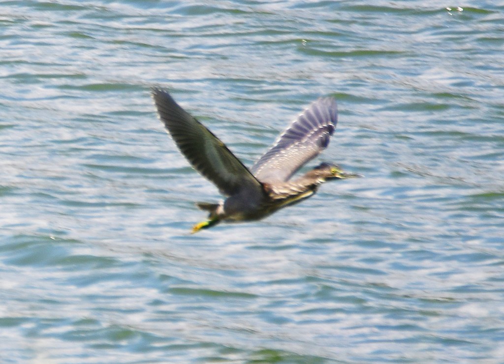 珍鳥
