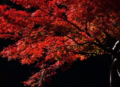 重紅
