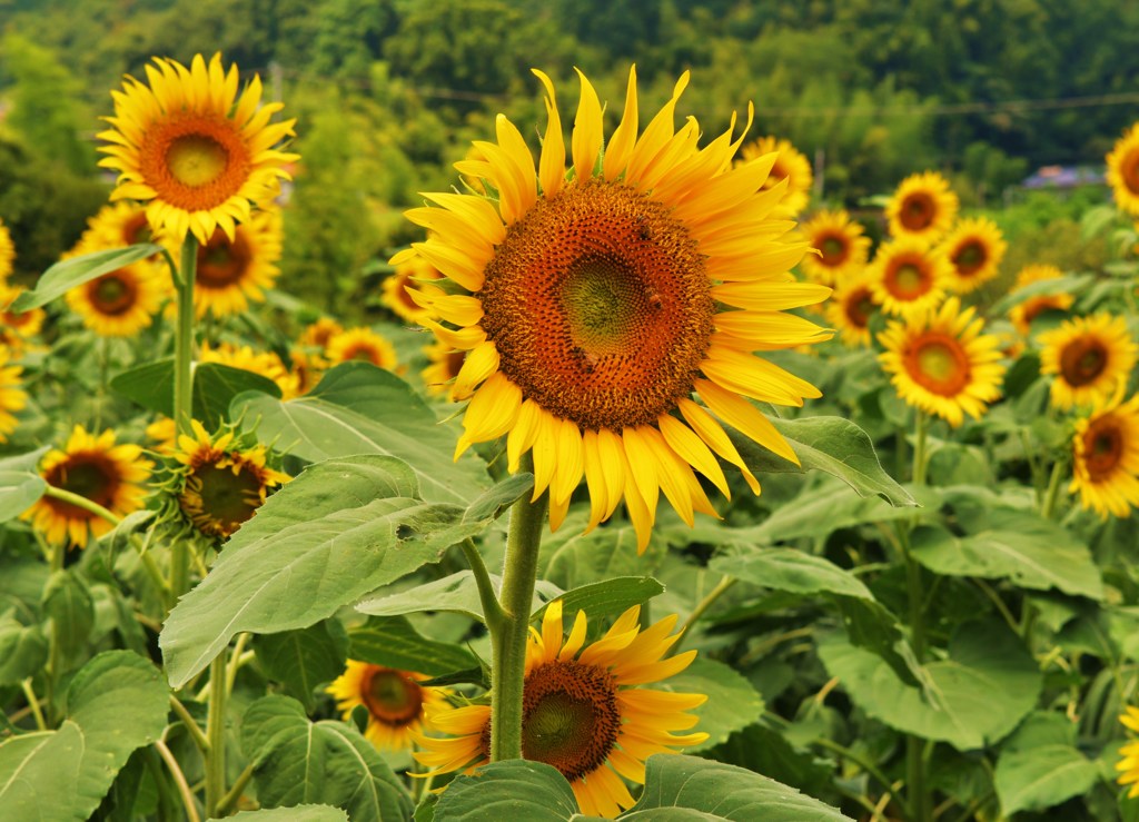 蜜蜂