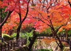 紅谷