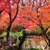 紅谷
