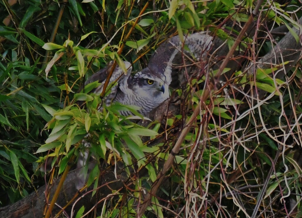 オオタカ