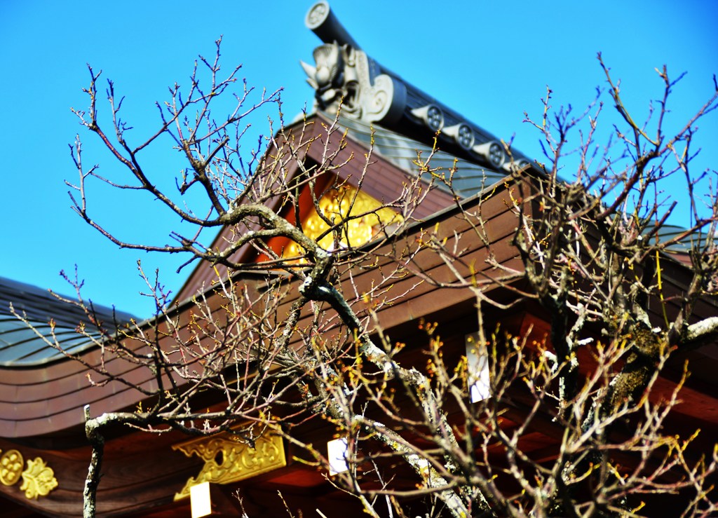 新年
