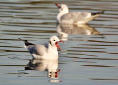 ユリカモメ 