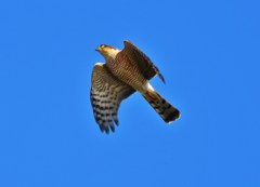 上昇